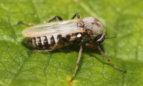 Réf. 346 444 : Sphaeromias pictus